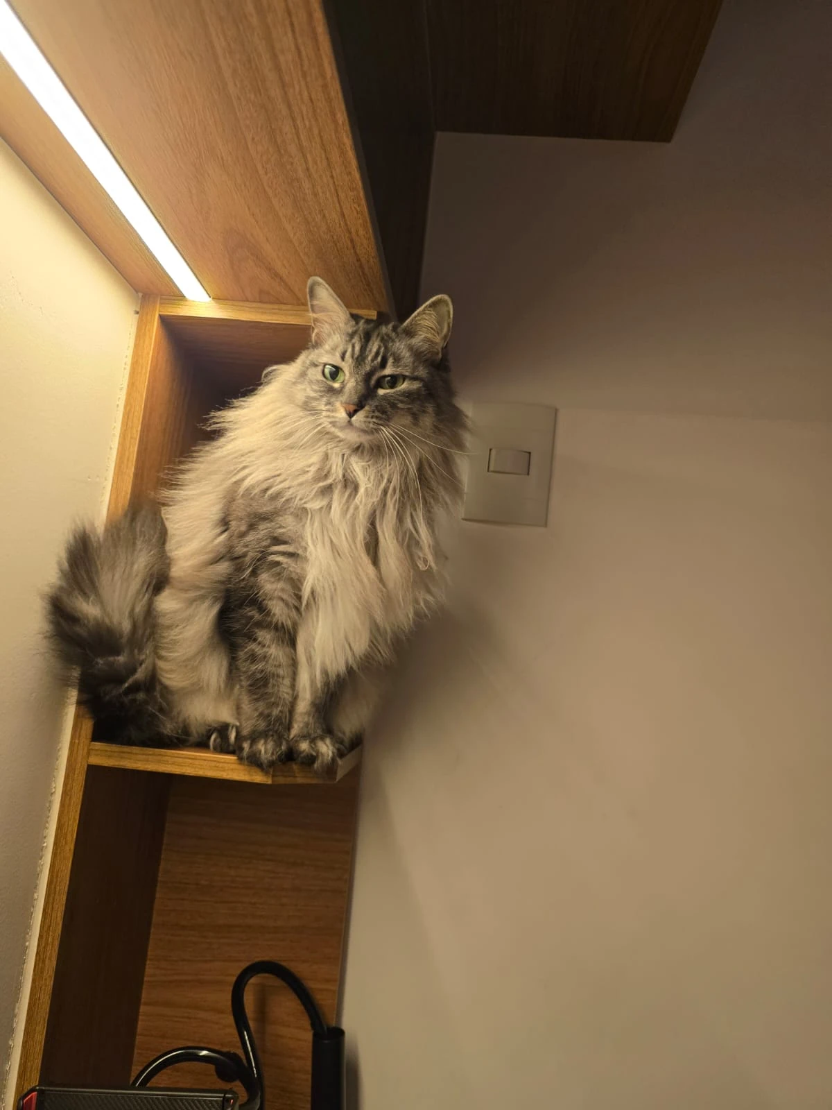 Yuki no móvel